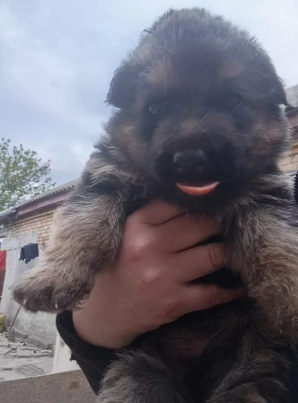 Продам цуценят німецької вівчарки