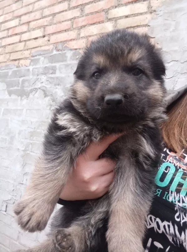 Продам цуценят німецької вівчарки 2