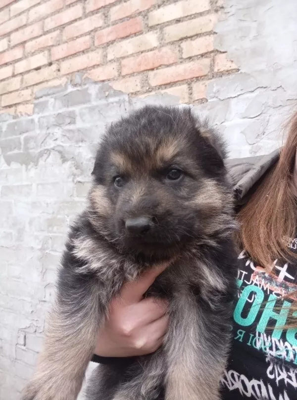 Продам цуценят німецької вівчарки 5