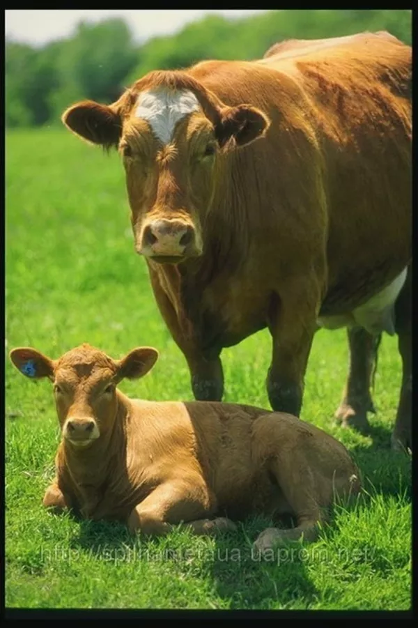 Заменители цельного молока для животноводства 